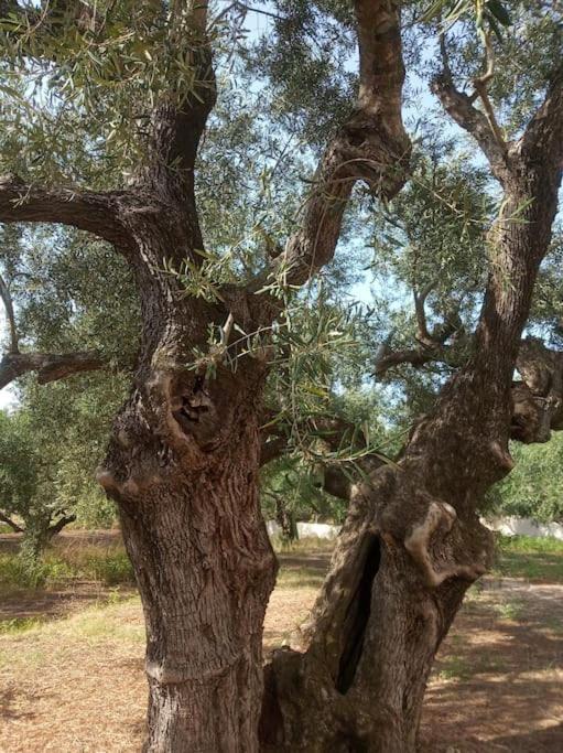 Olive Trees Villa Tragaki Exterior photo